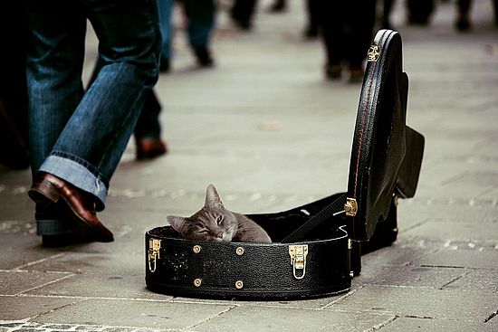 cat money