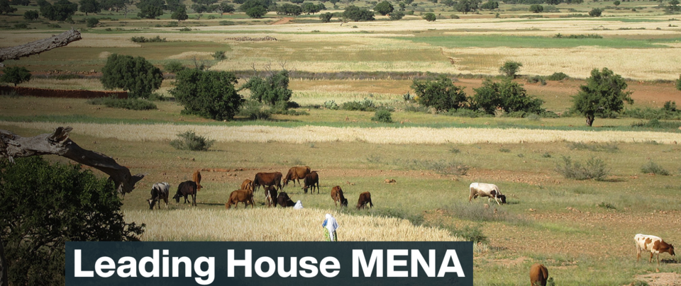 Leading House Mena