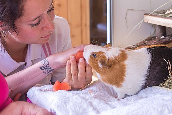 REHAB guinea pig